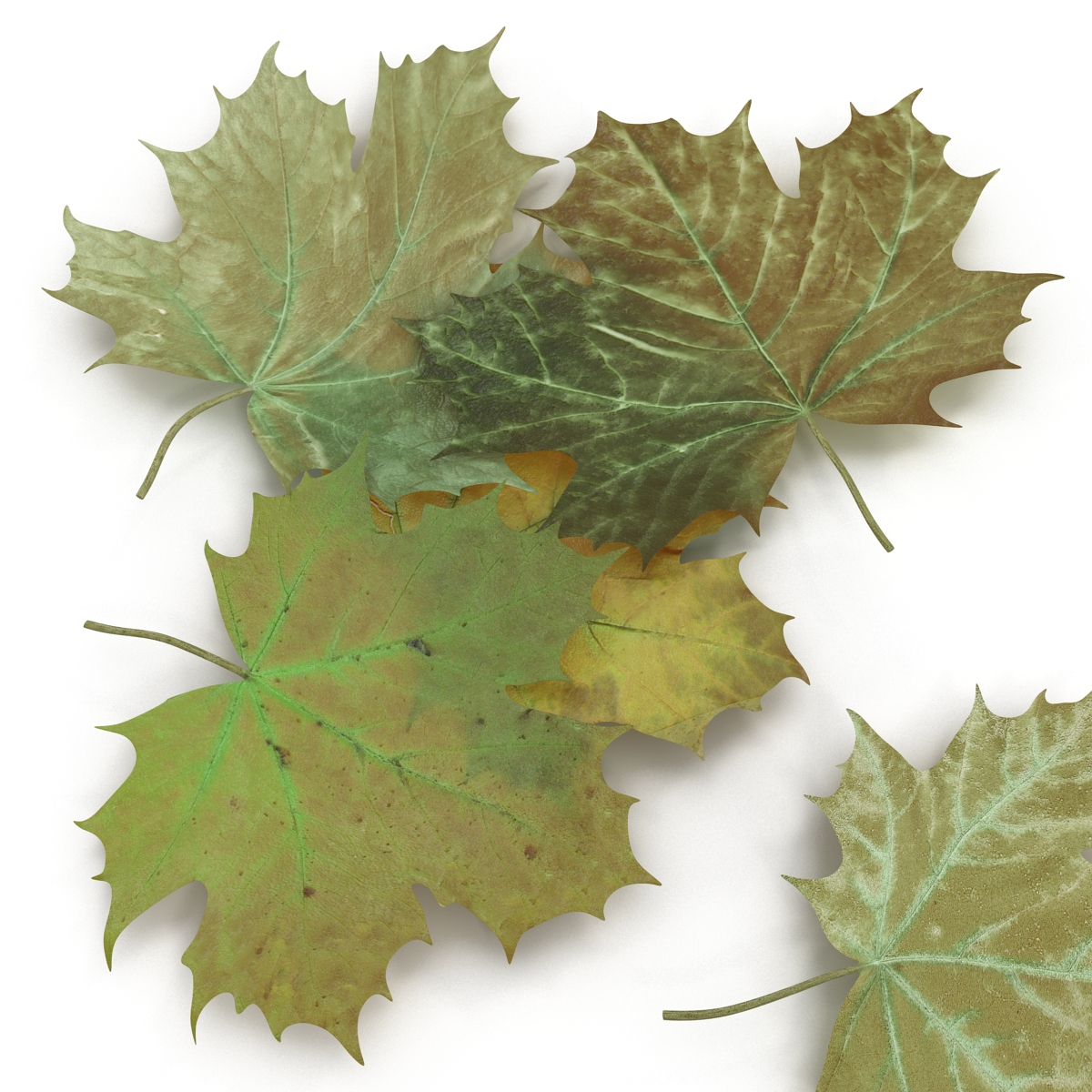 3D Green Maple Leaves model