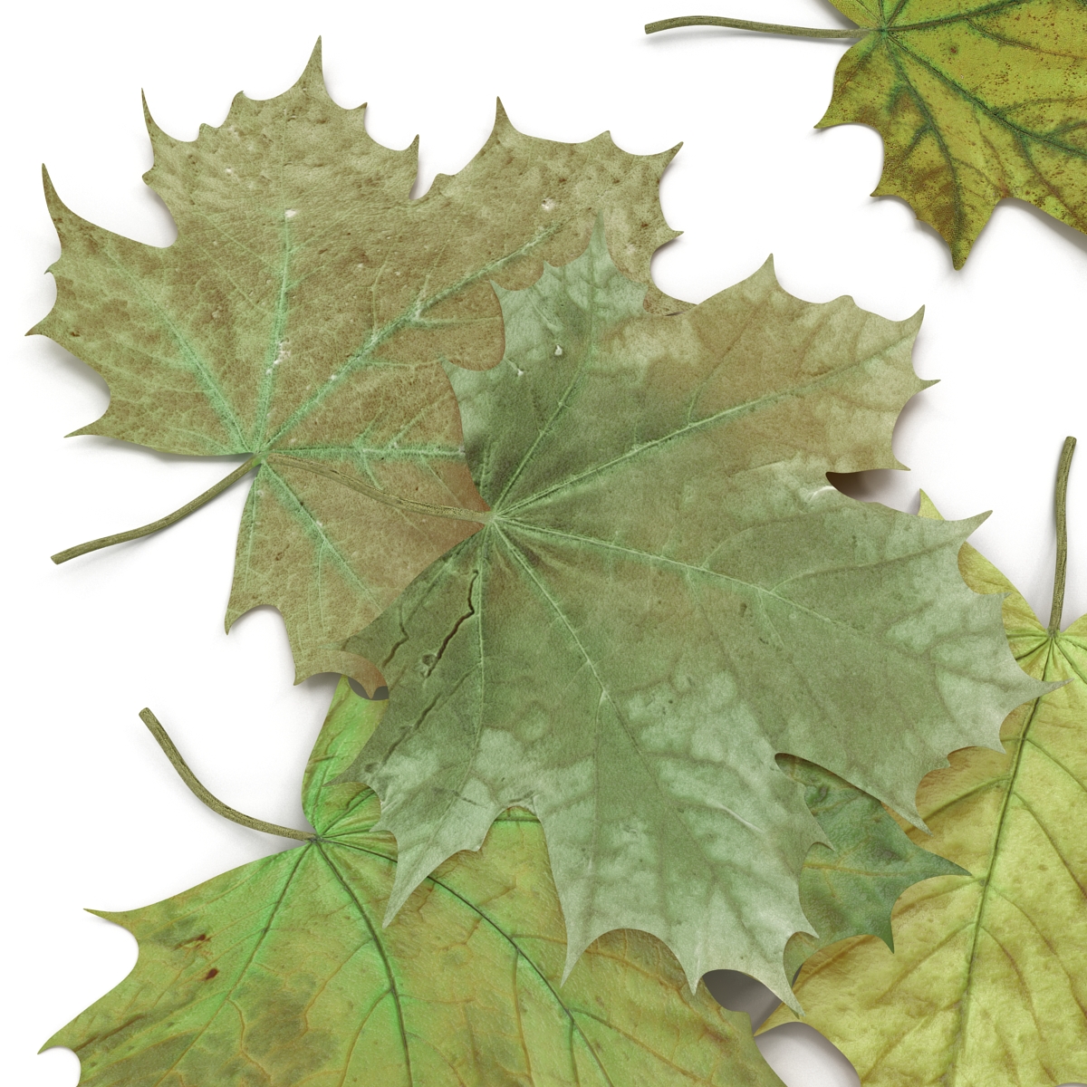 3D Green Maple Leaves model