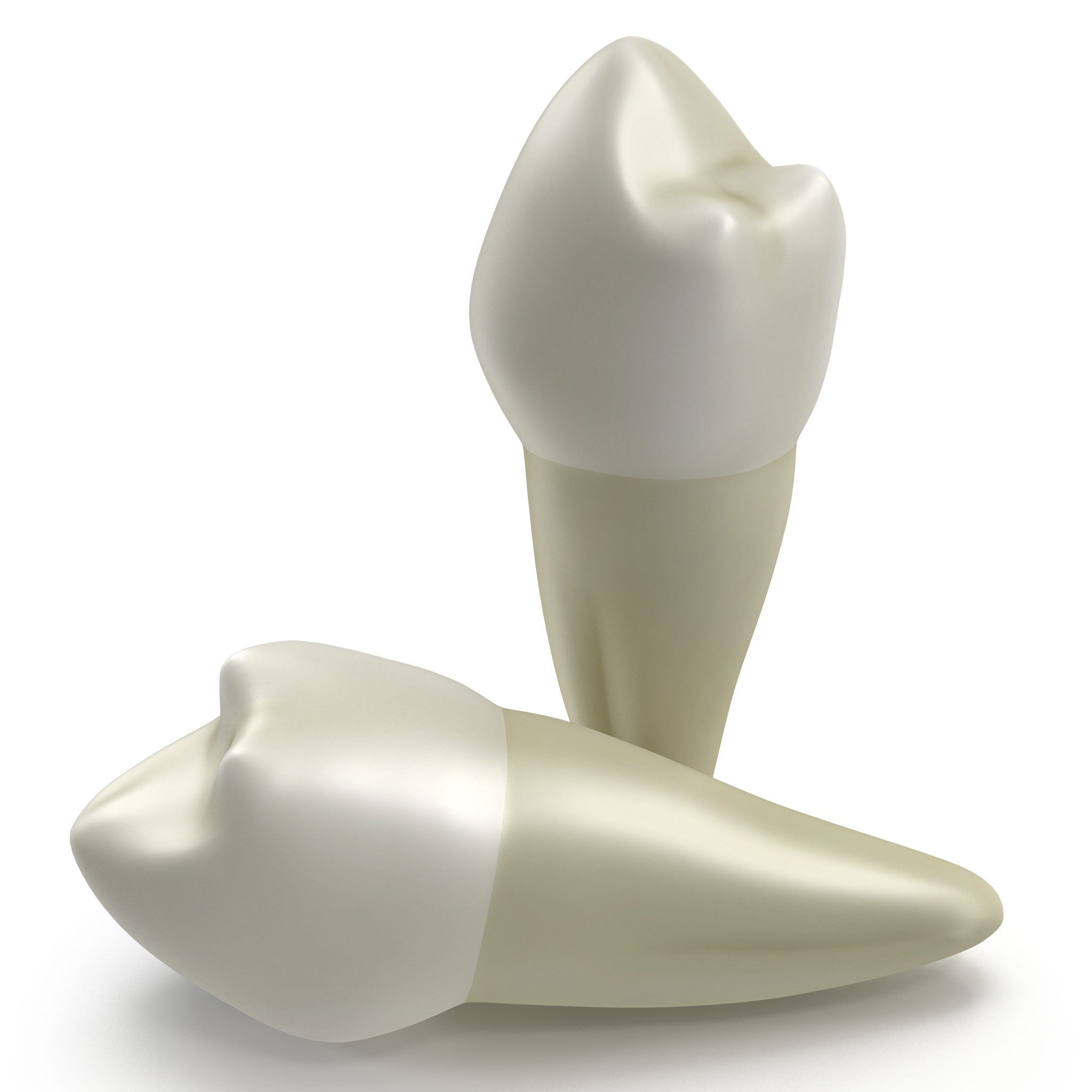 3D model Bicuspid