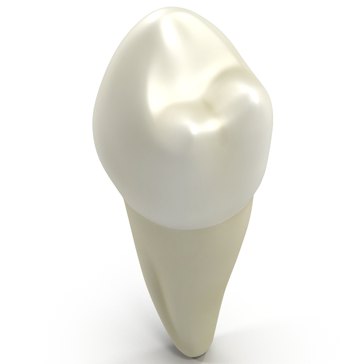 3D model Bicuspid