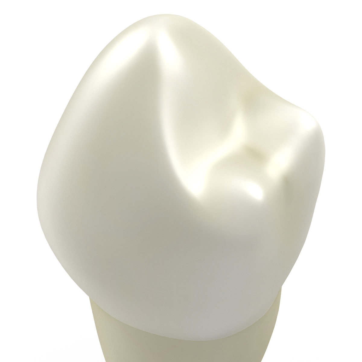 3D model Bicuspid