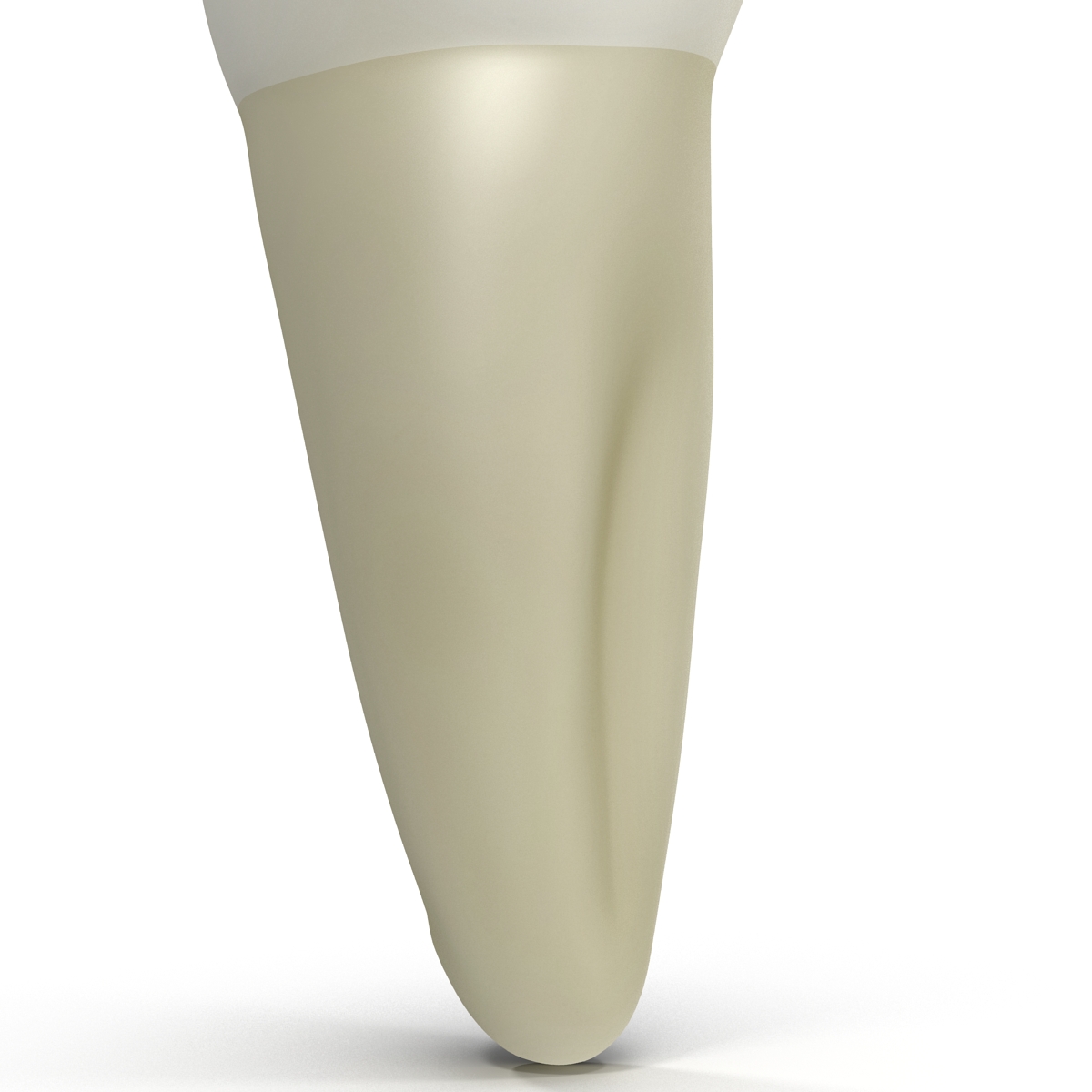 3D model Bicuspid