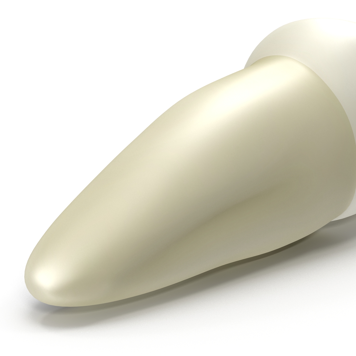 3D model Bicuspid