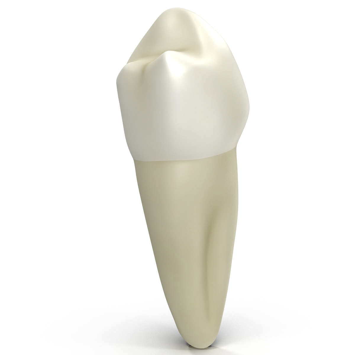 3D model Bicuspid