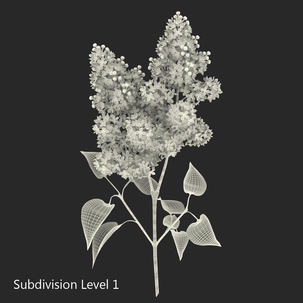 3D model Syringa Lilac 2