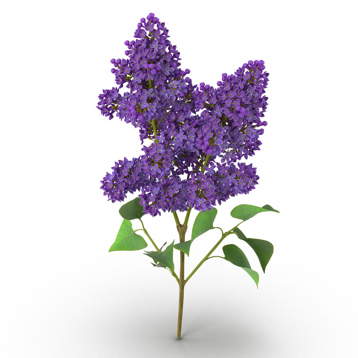 3D model Syringa Lilac 2