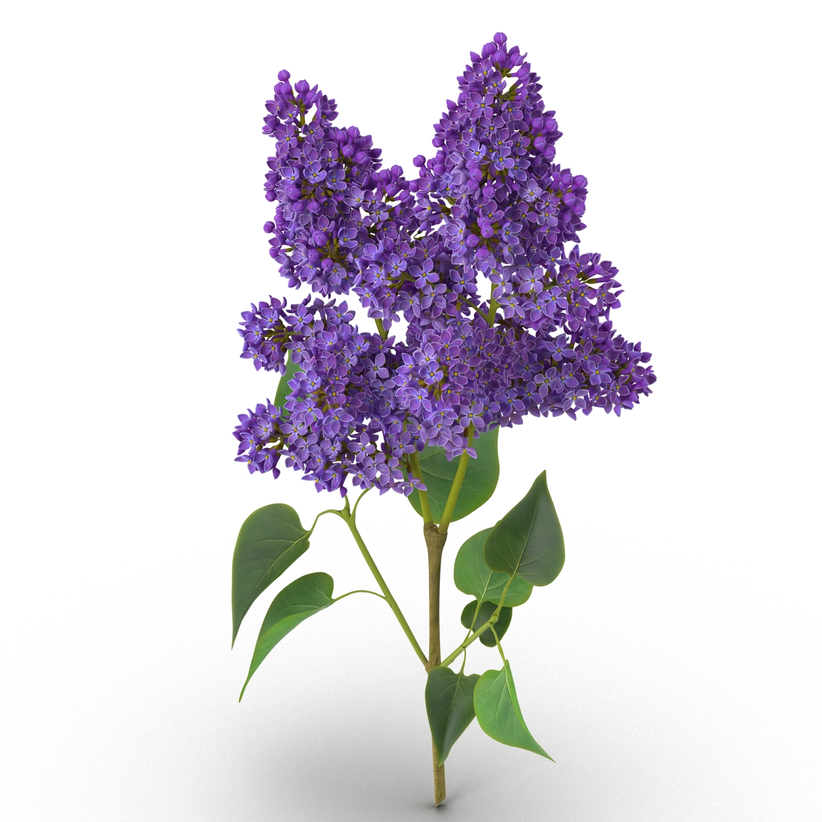 3D model Syringa Lilac 2