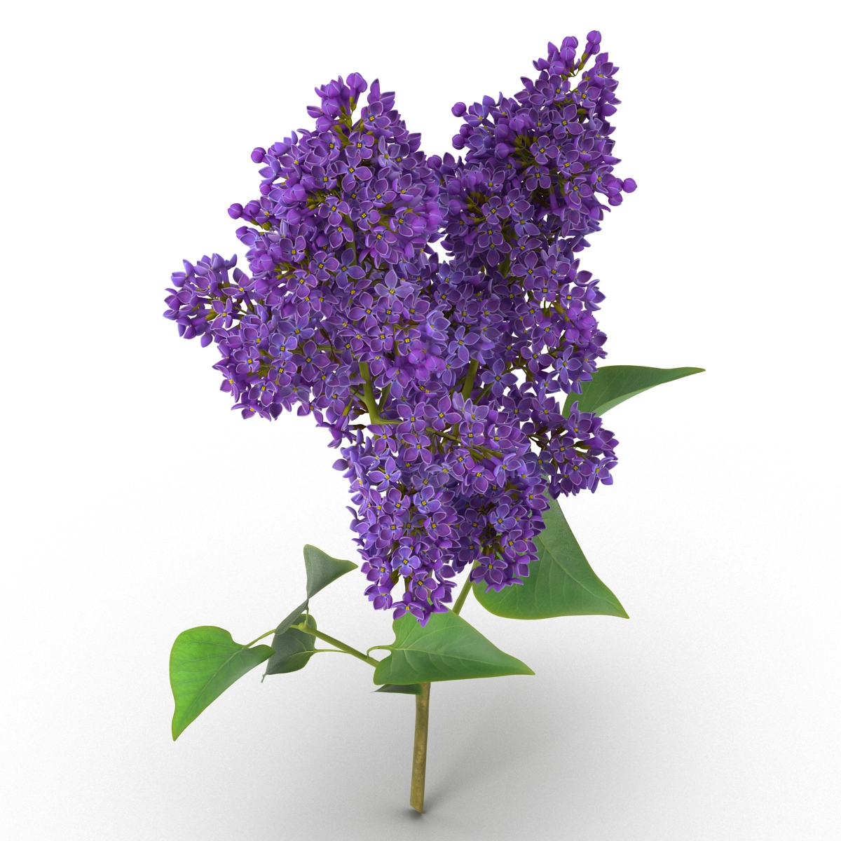 3D model Syringa Lilac 2