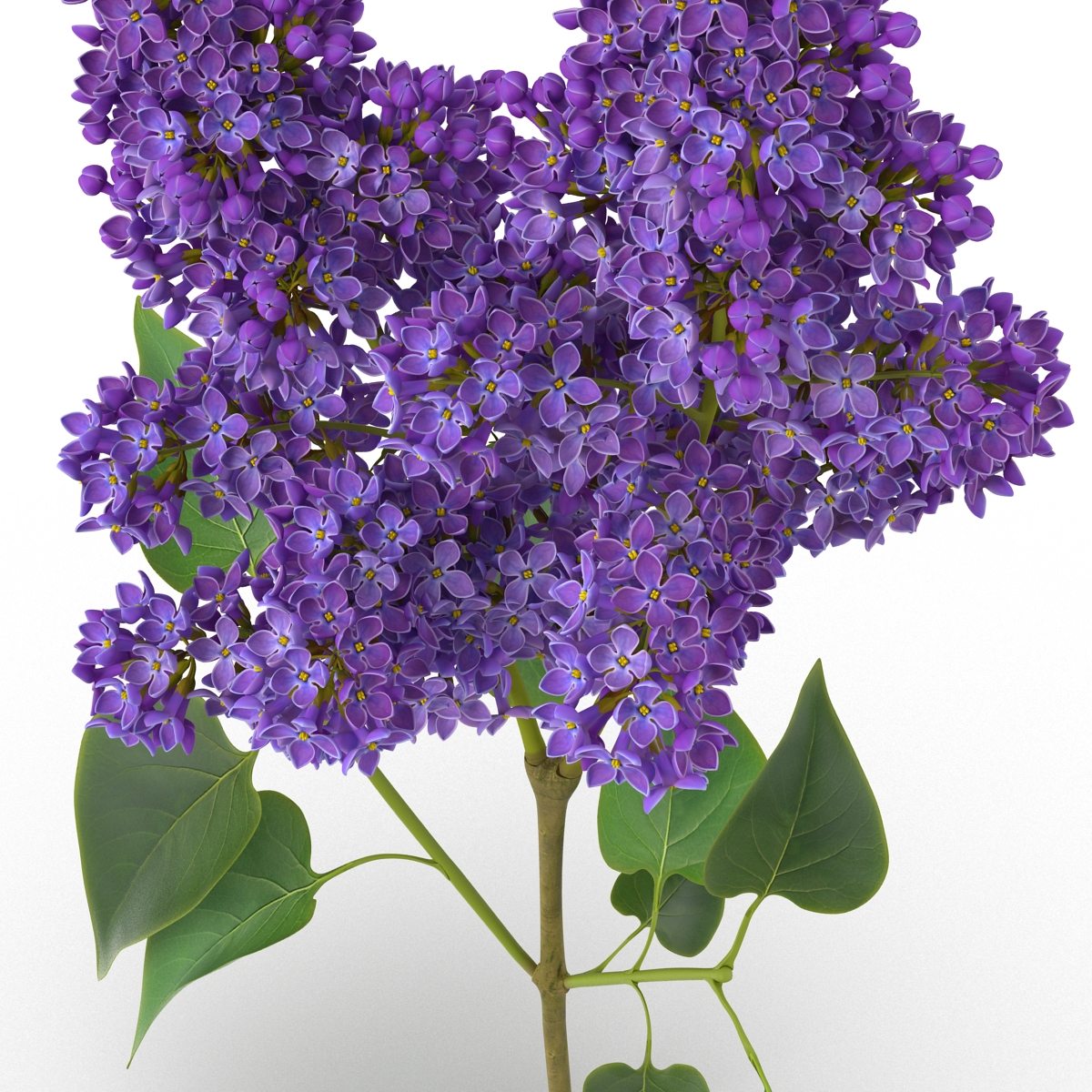 3D model Syringa Lilac 2