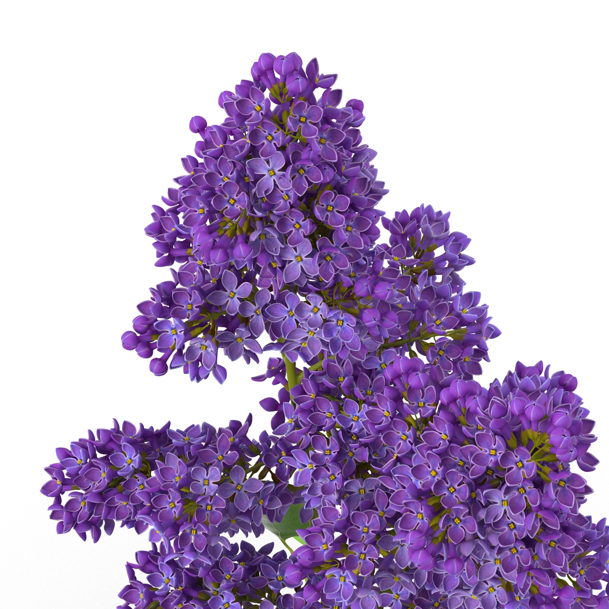 3D model Syringa Lilac 2