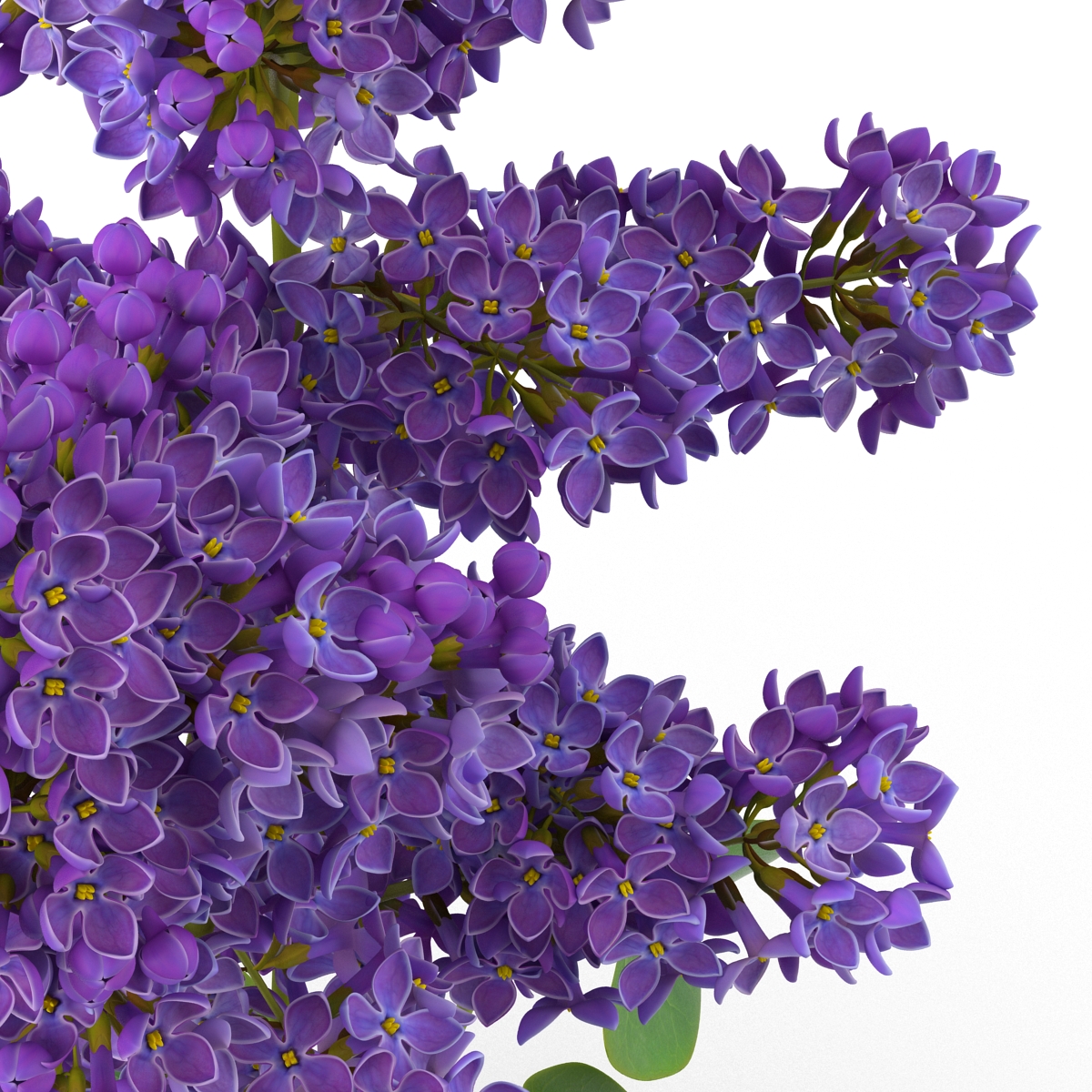 3D model Syringa Lilac 2