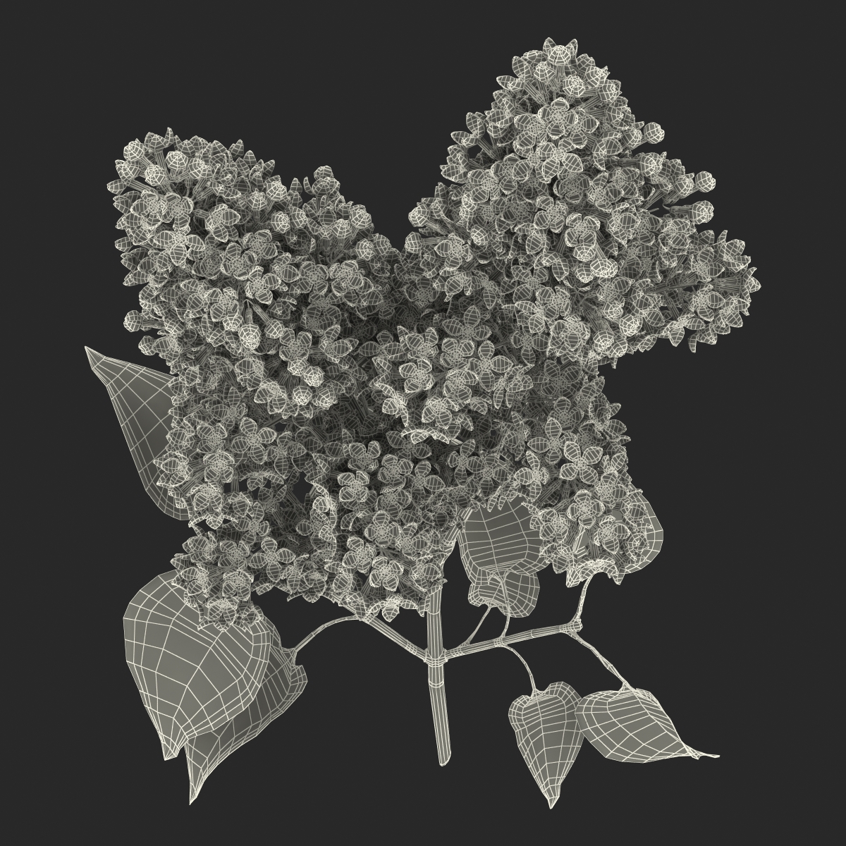 3D model Syringa Lilac 2