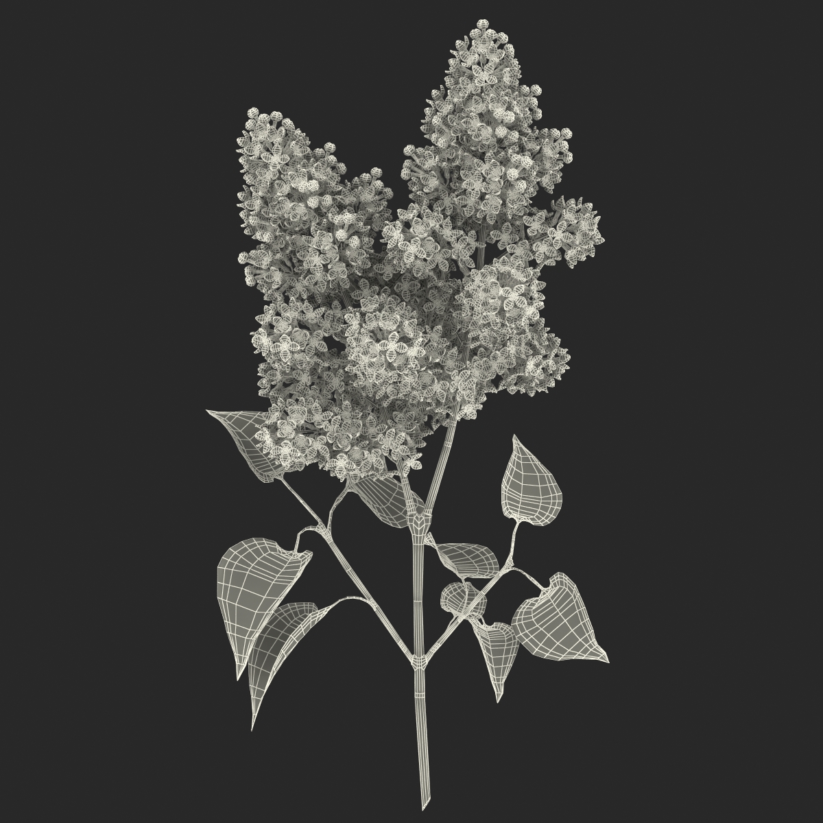 3D model Syringa Lilac 2