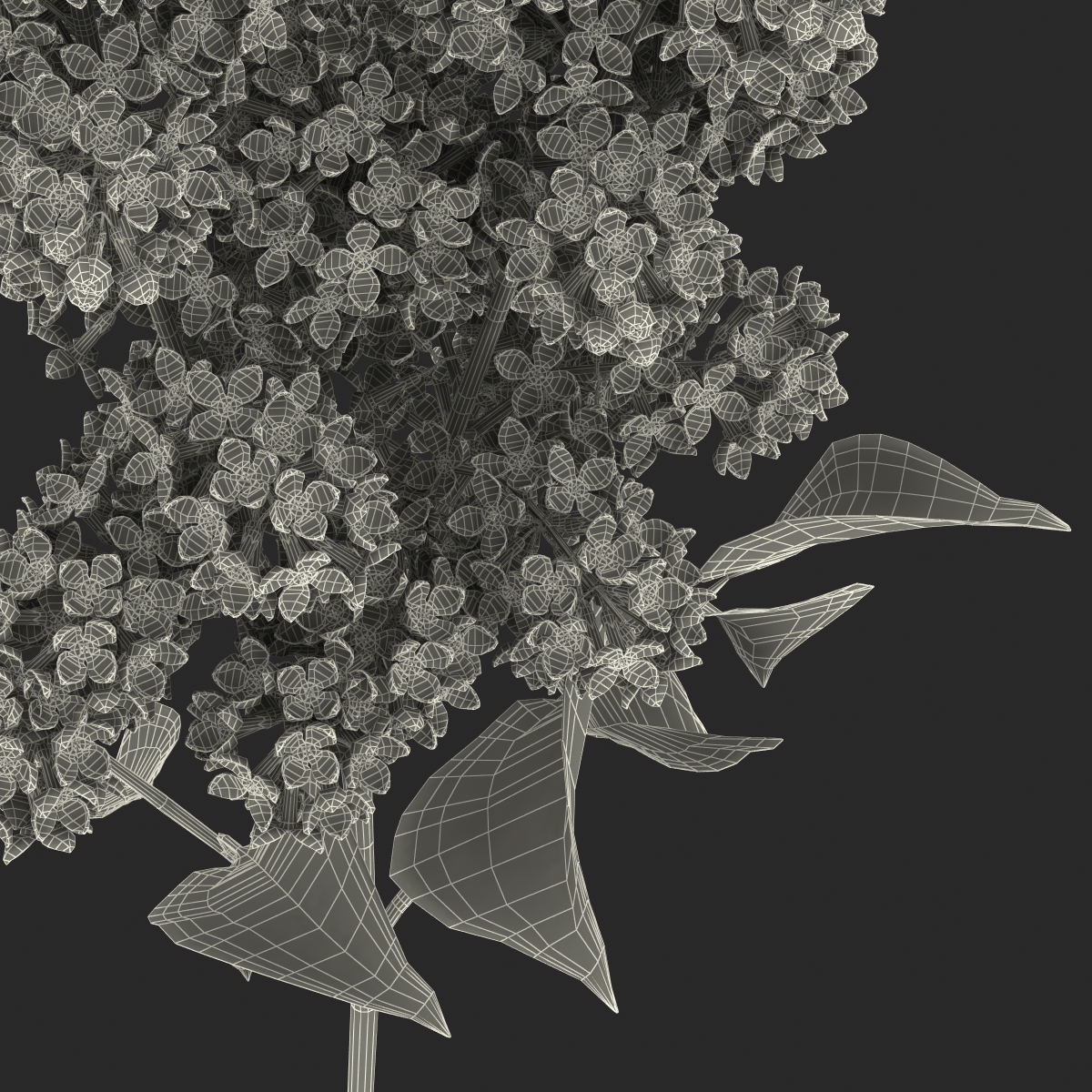 3D model Syringa Lilac 2