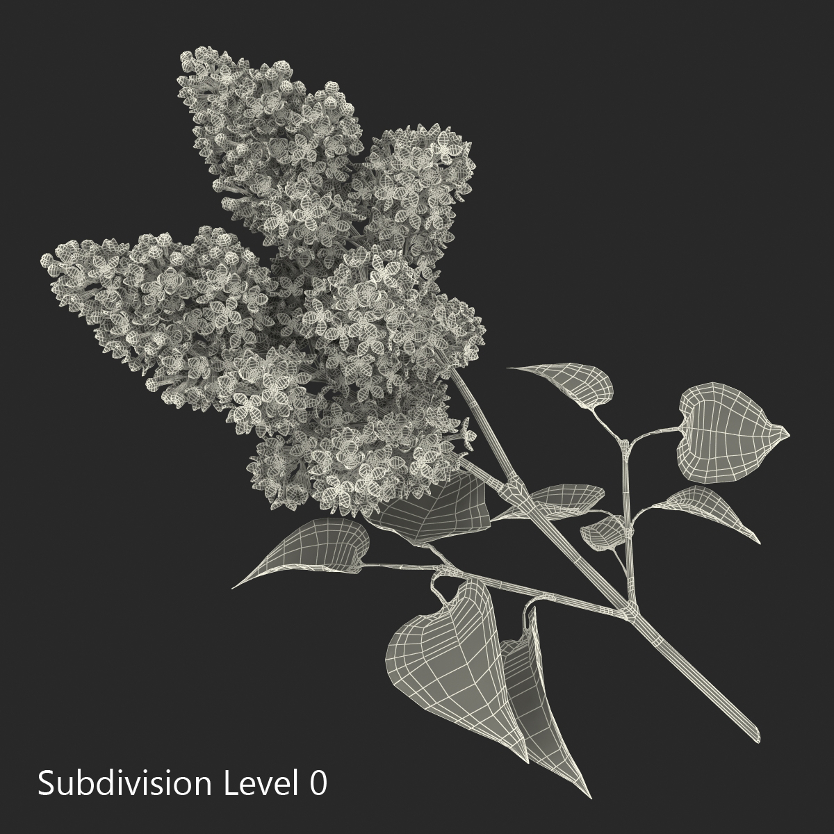 3D model Syringa Lilac 3