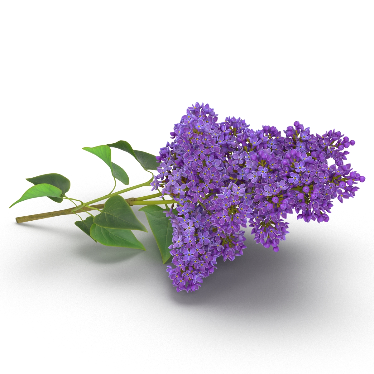 3D model Syringa Lilac 3