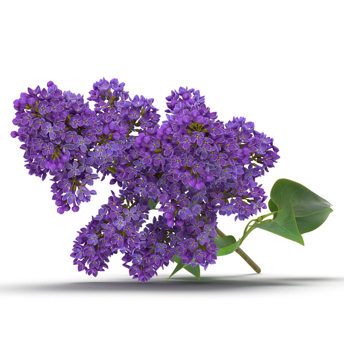 3D model Syringa Lilac 3