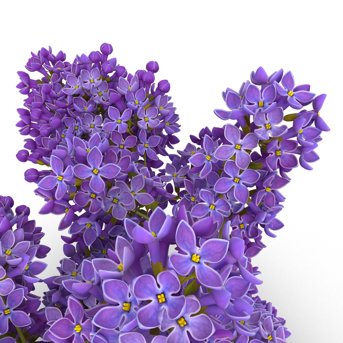 3D model Syringa Lilac 3