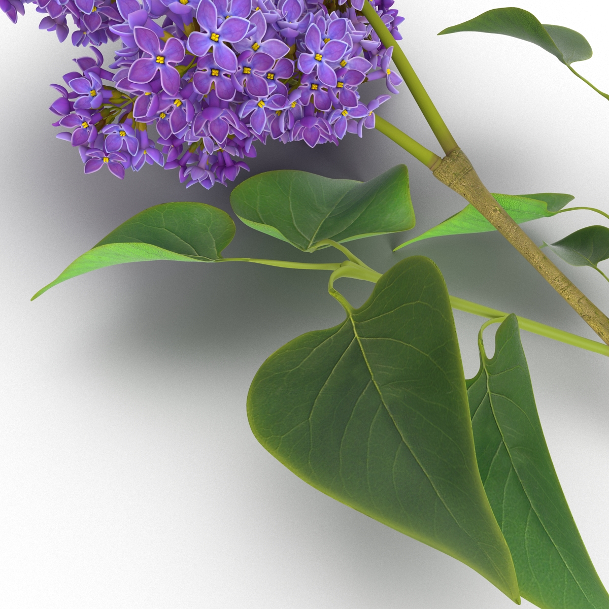 3D model Syringa Lilac 3