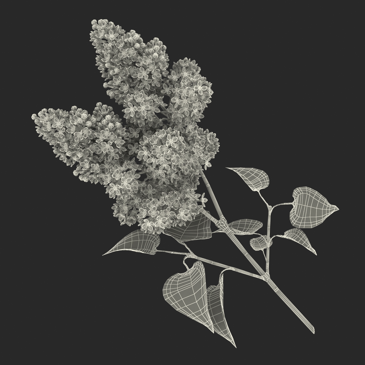 3D model Syringa Lilac 3