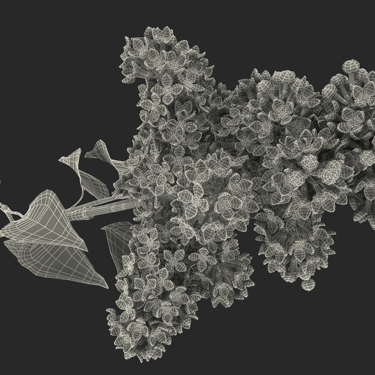 3D model Syringa Lilac 3