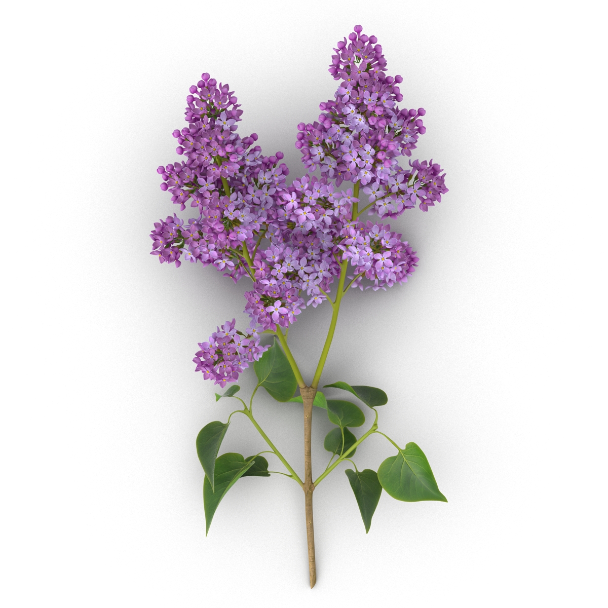 3D model Syringa Lilac 4