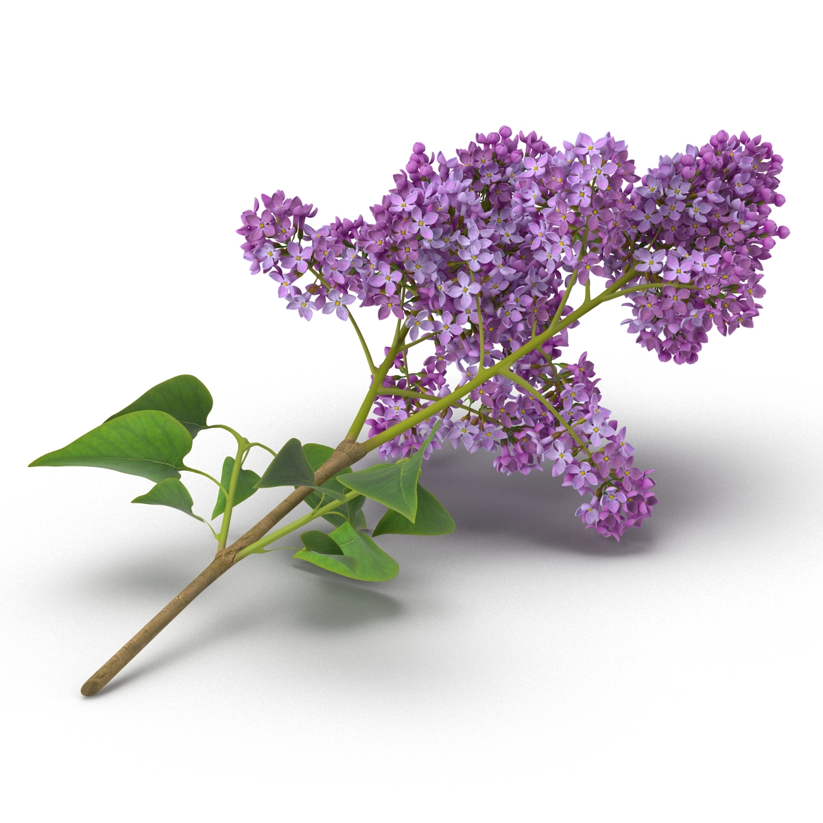 3D model Syringa Lilac 4