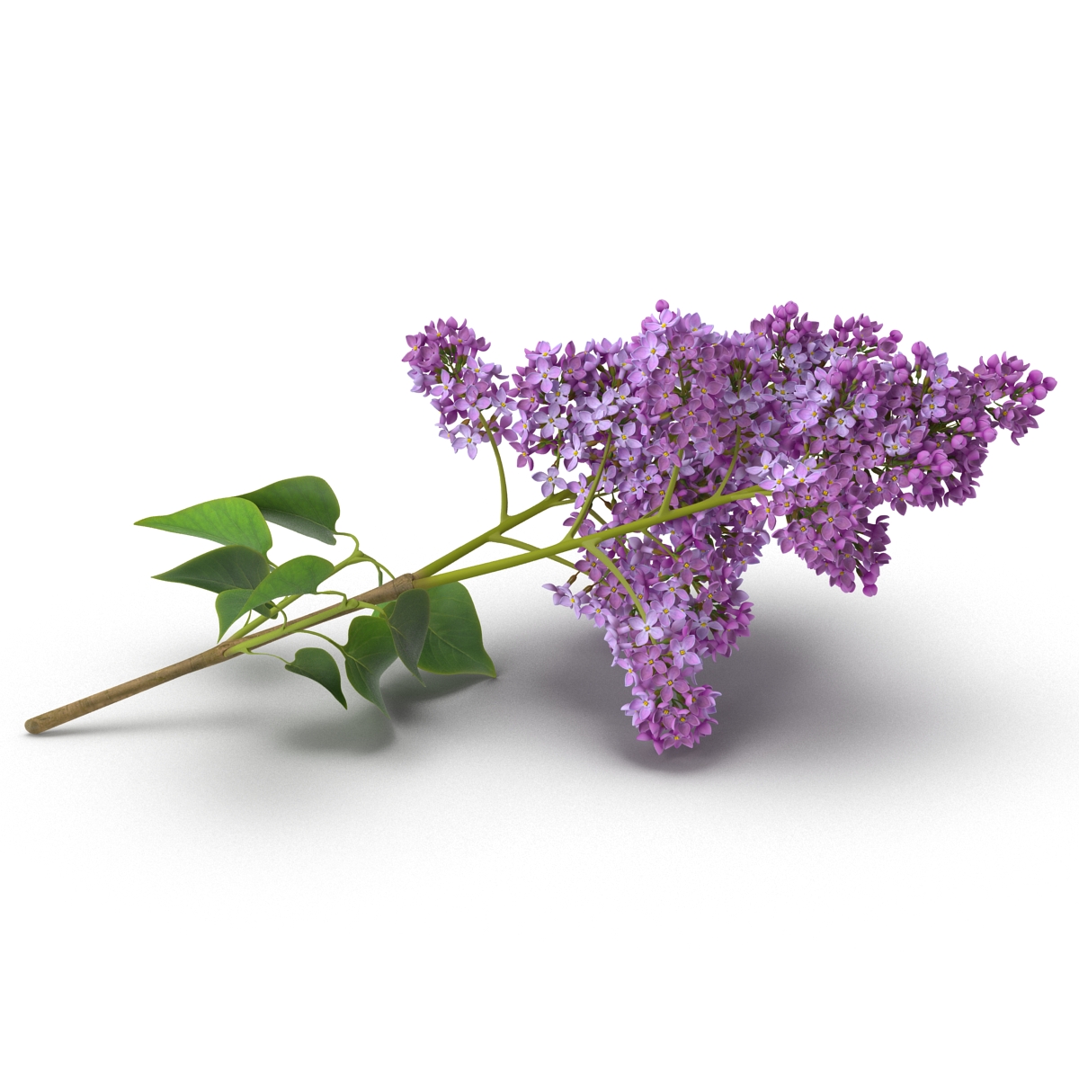 3D model Syringa Lilac 4