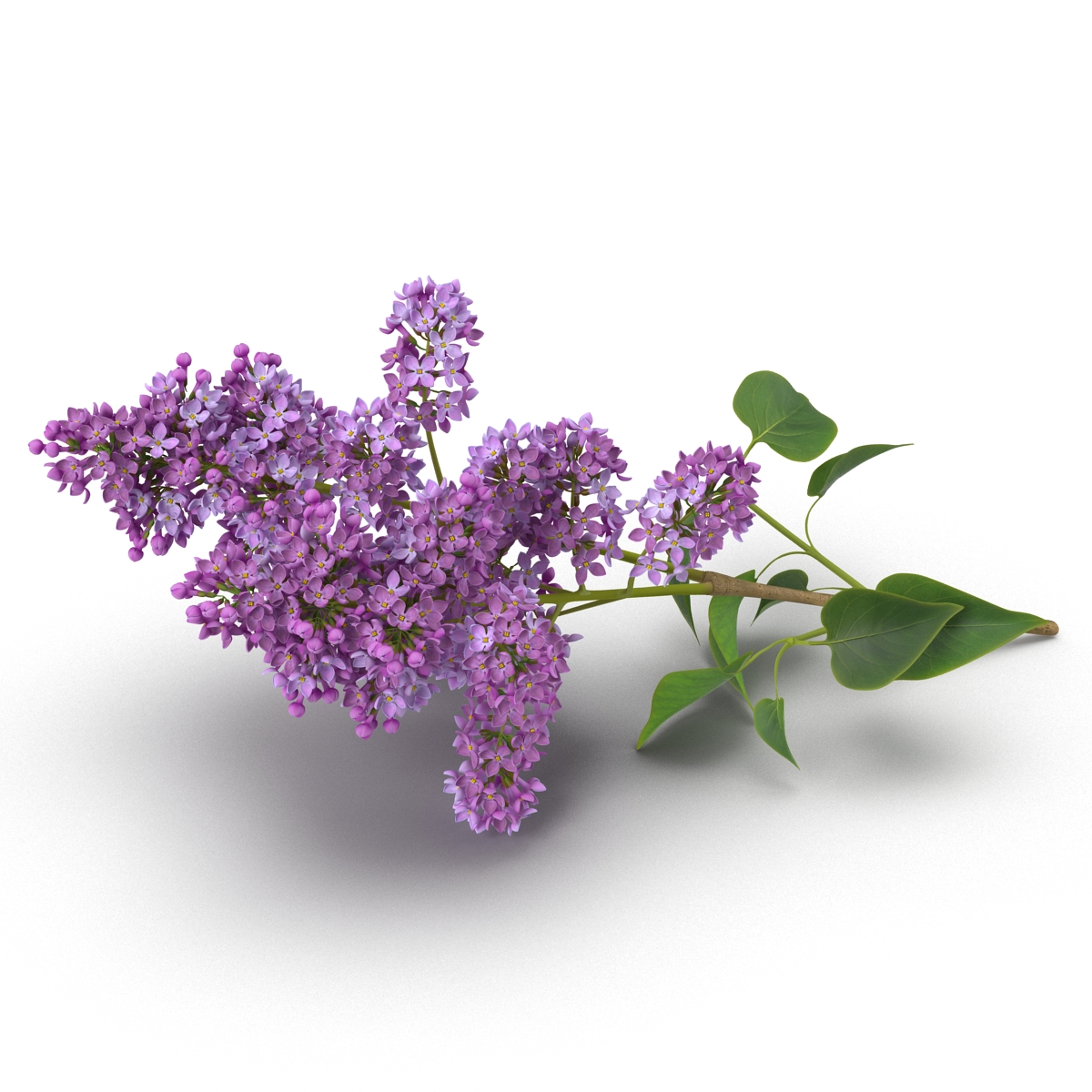 3D model Syringa Lilac 4