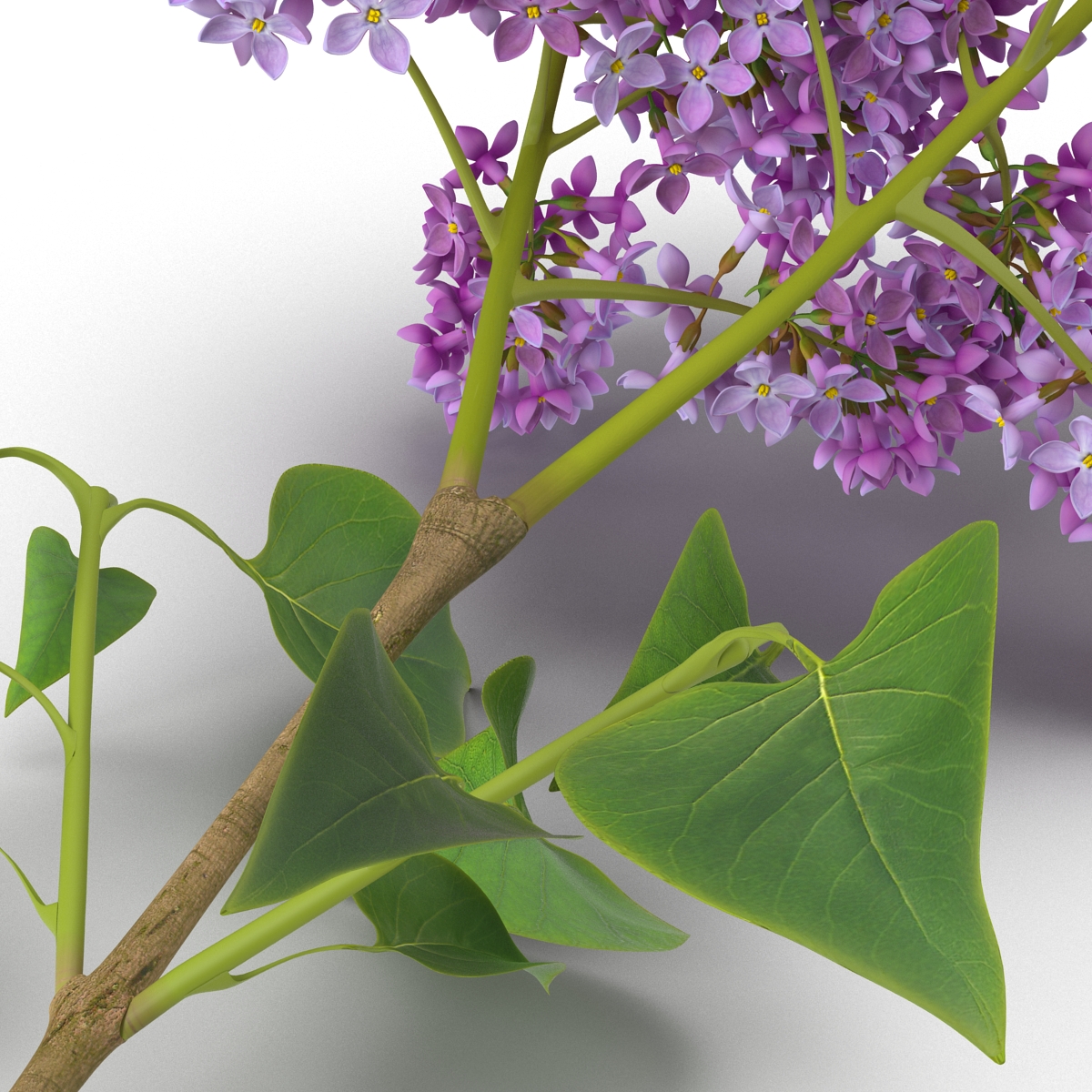 3D model Syringa Lilac 4