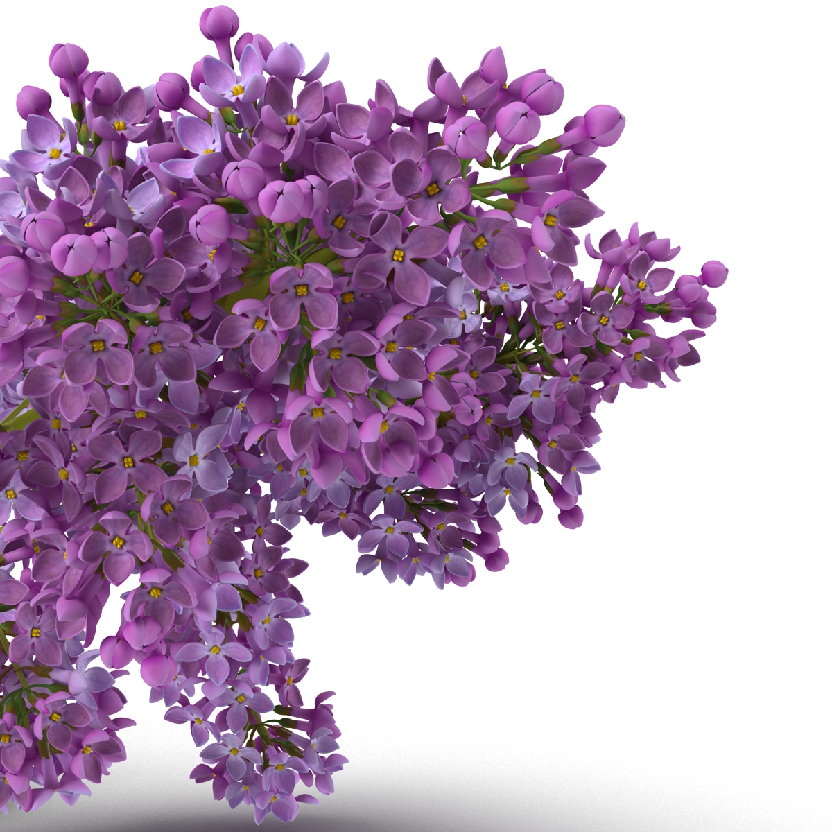 3D model Syringa Lilac 4