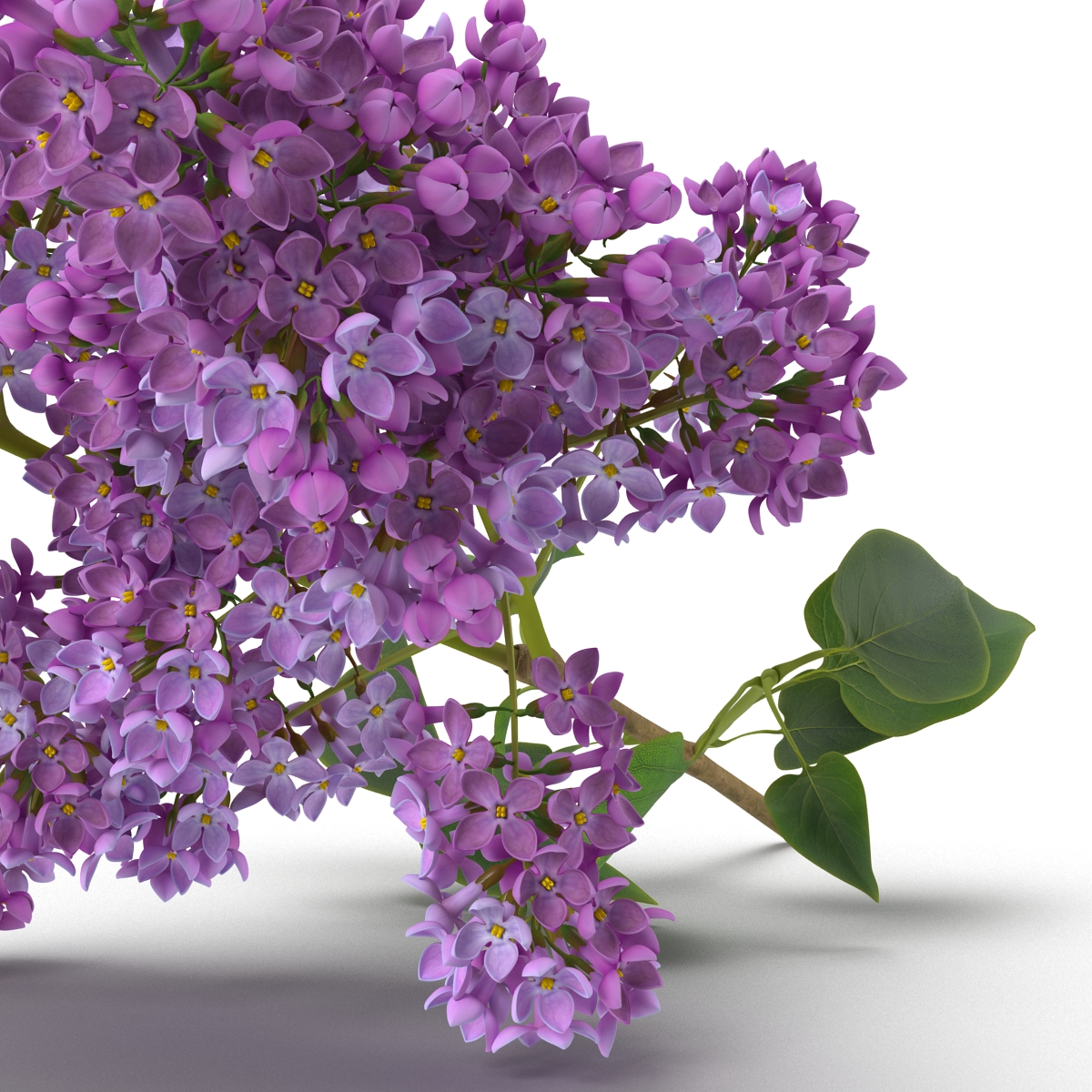 3D model Syringa Lilac 4