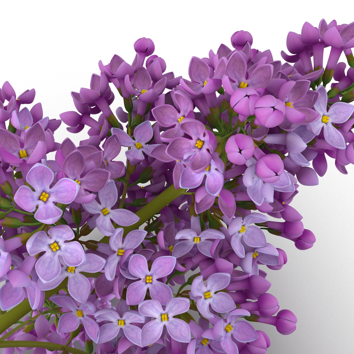 3D model Syringa Lilac 4