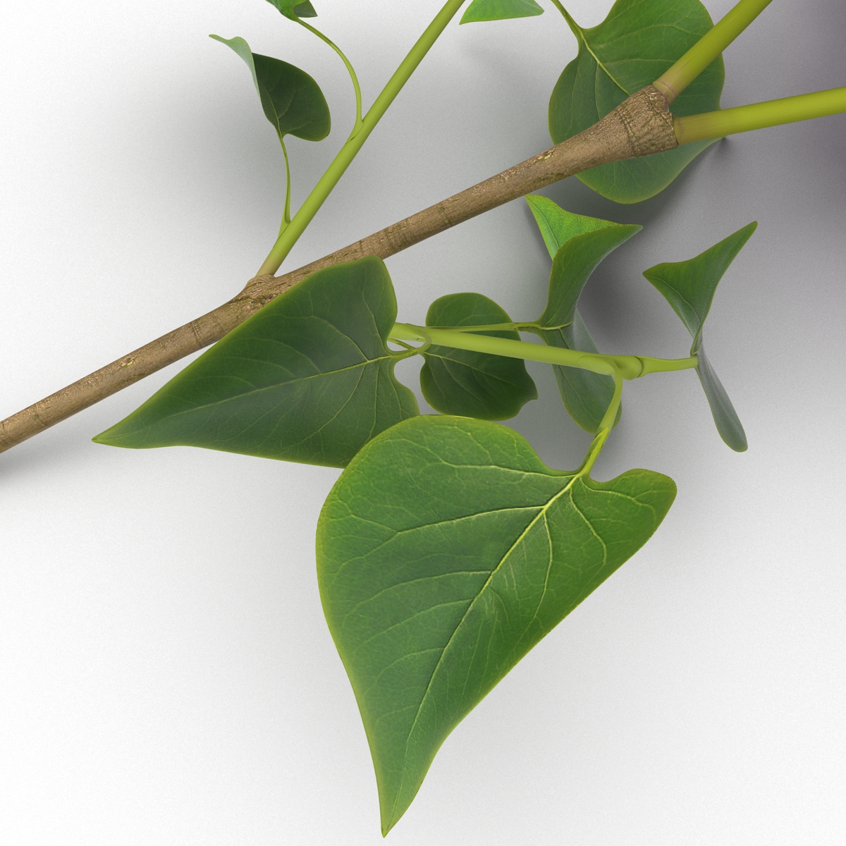 3D model Syringa Lilac 4