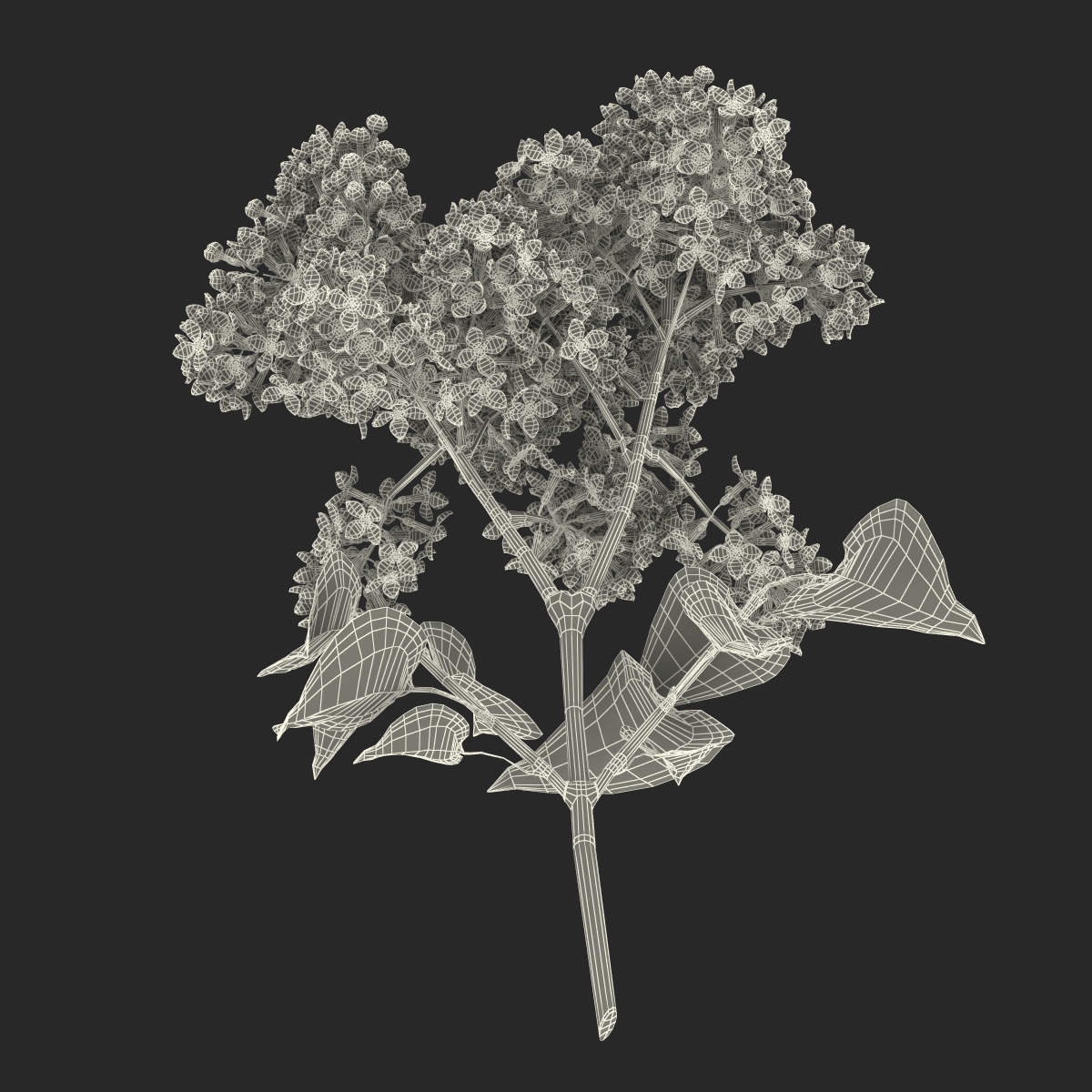 3D model Syringa Lilac 4