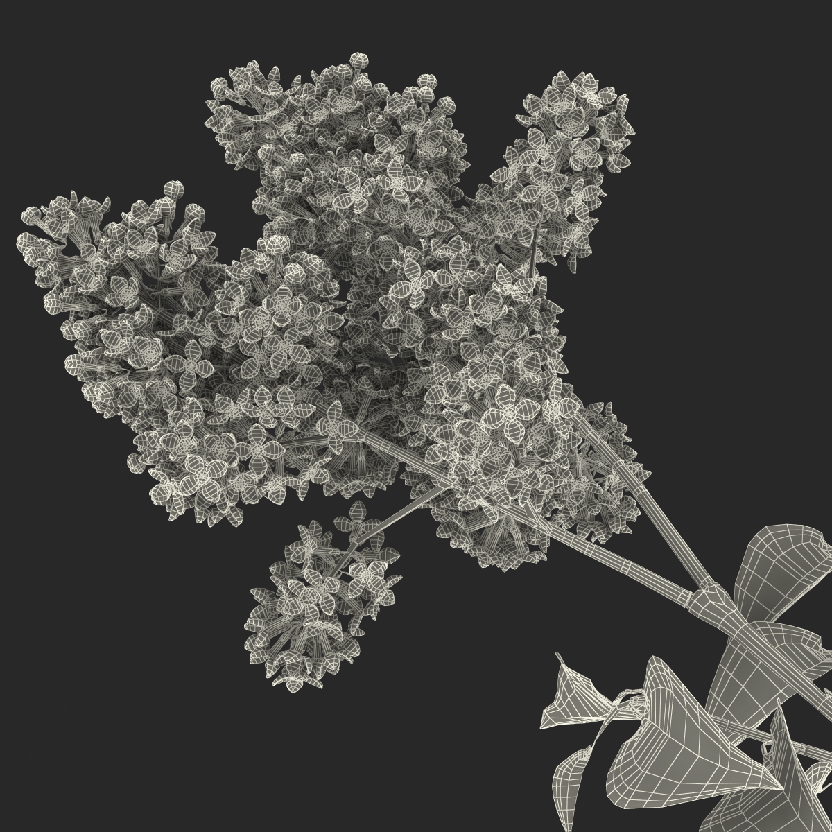 3D model Syringa Lilac 4