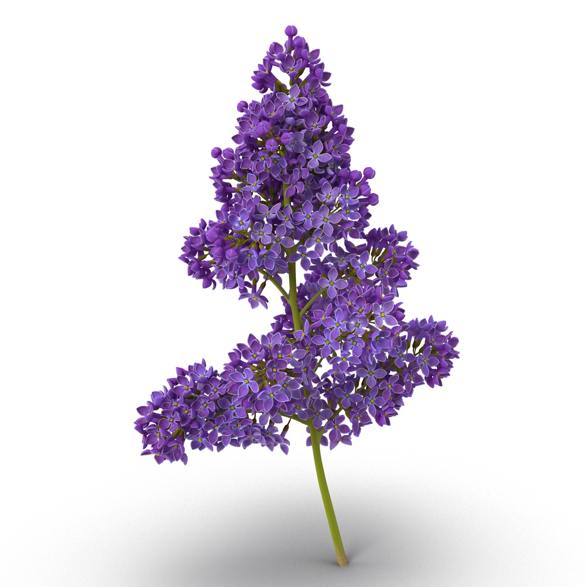 3D model Syringa Lilac 5