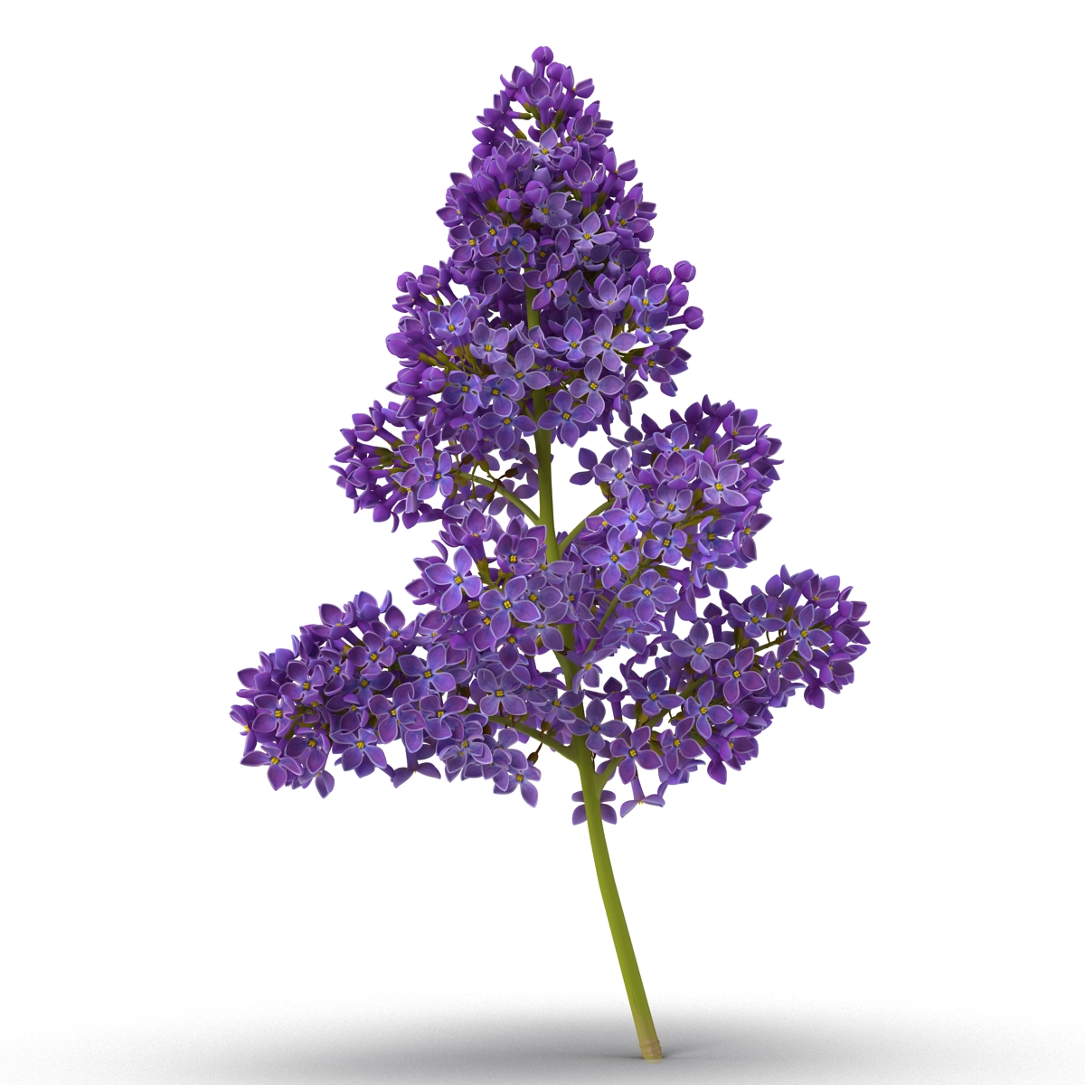 3D model Syringa Lilac 5