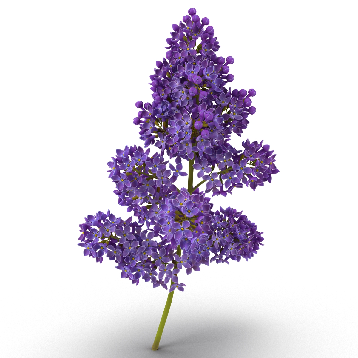 3D model Syringa Lilac 5