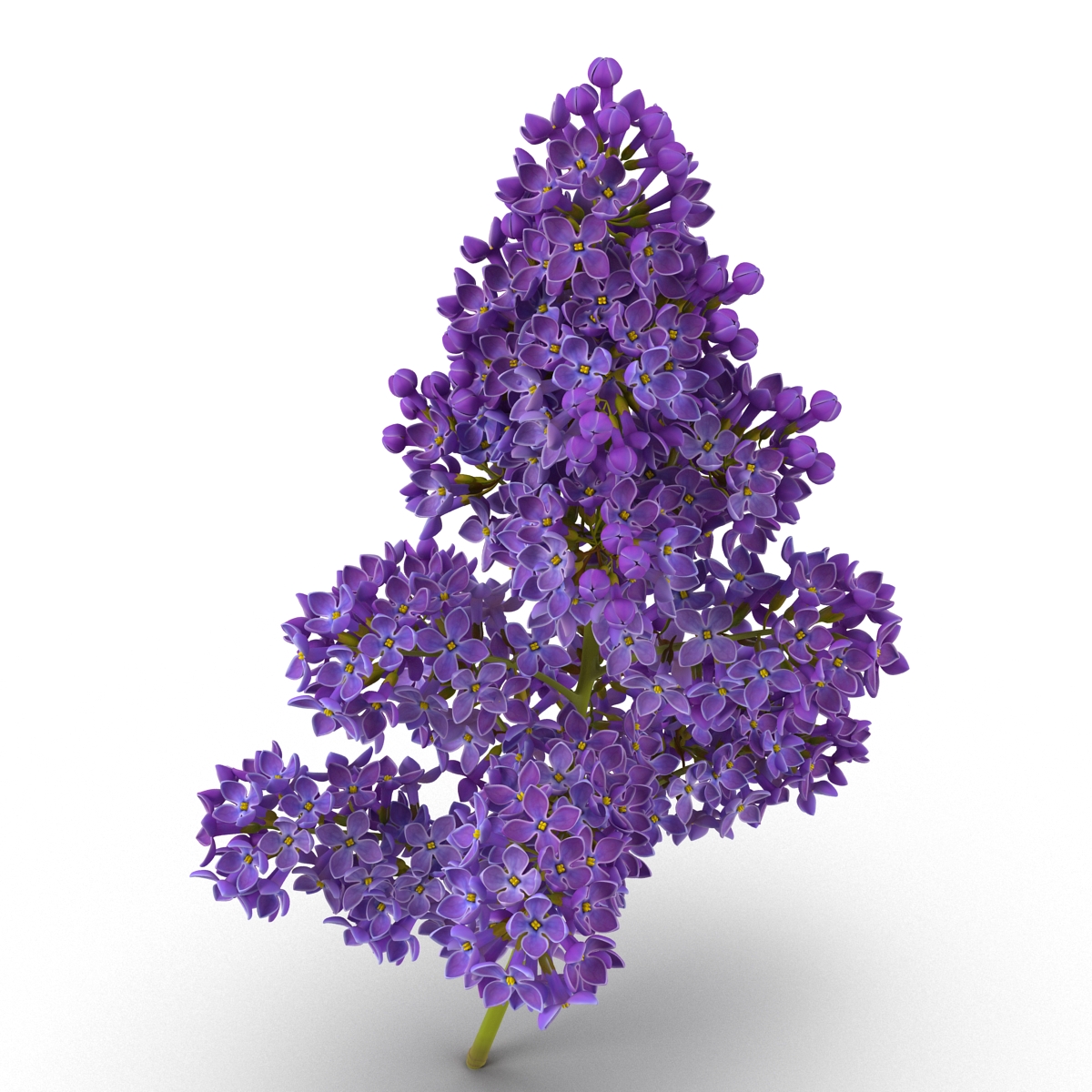 3D model Syringa Lilac 5