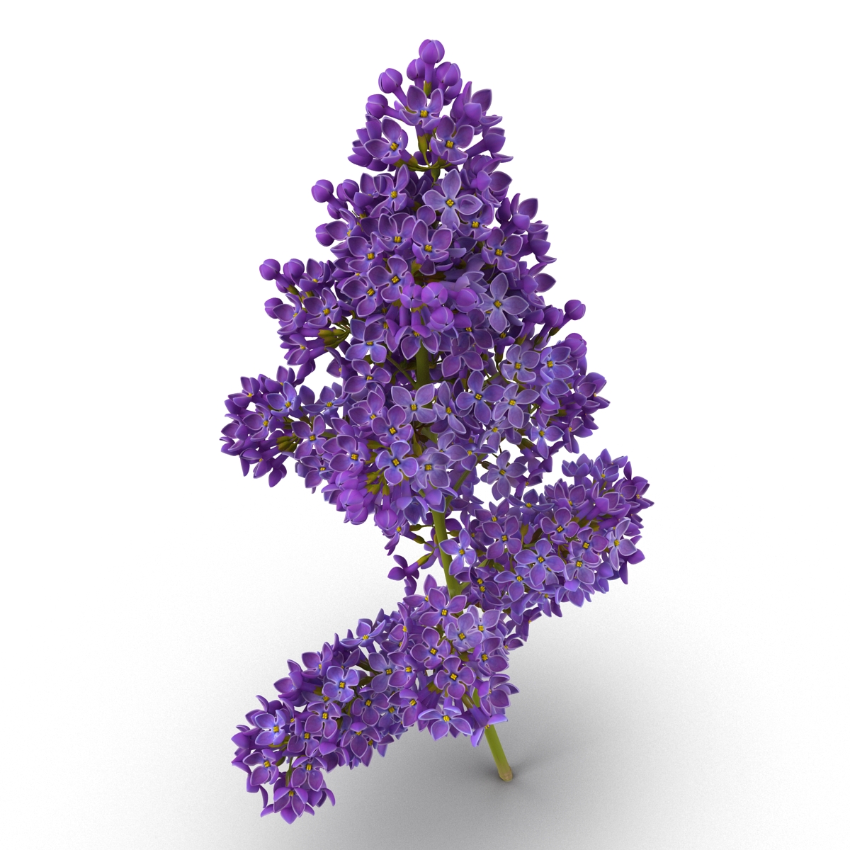 3D model Syringa Lilac 5