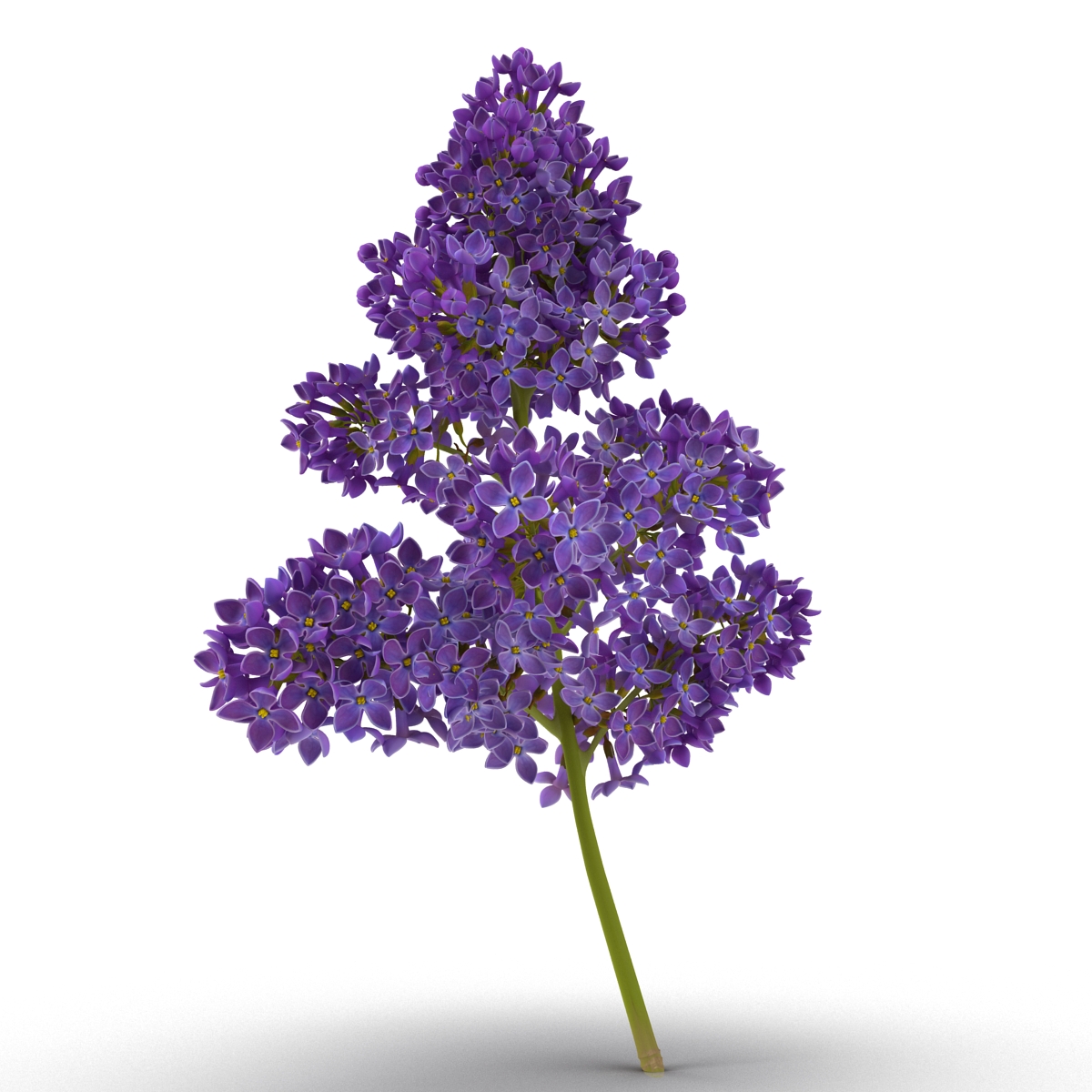 3D model Syringa Lilac 5