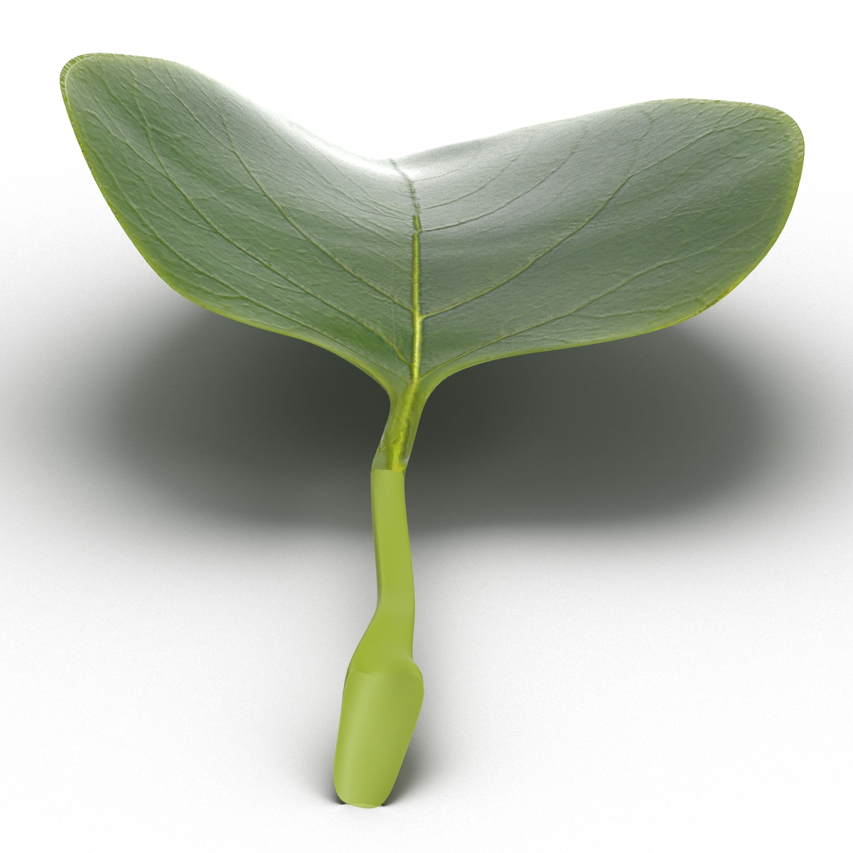 3D model Leaf 2