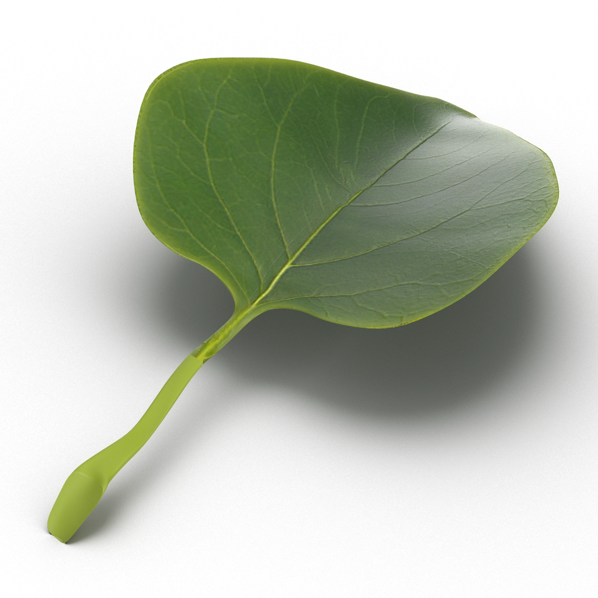 3D model Leaf 2