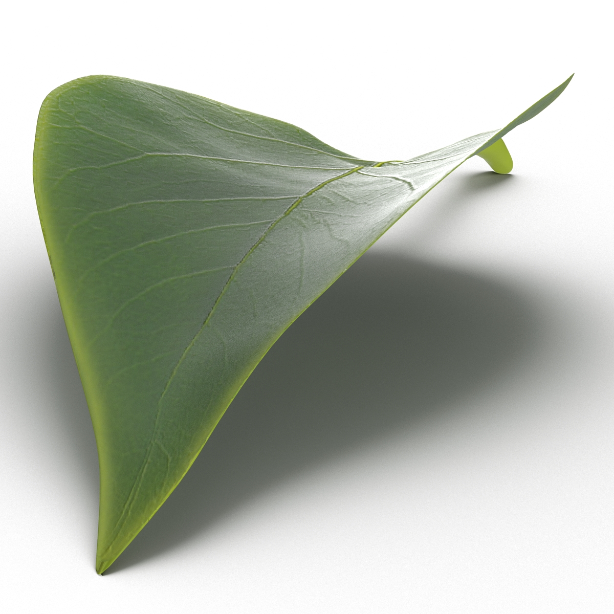 3D model Leaf 2