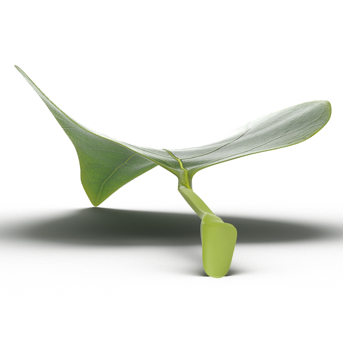 3D model Leaf 2