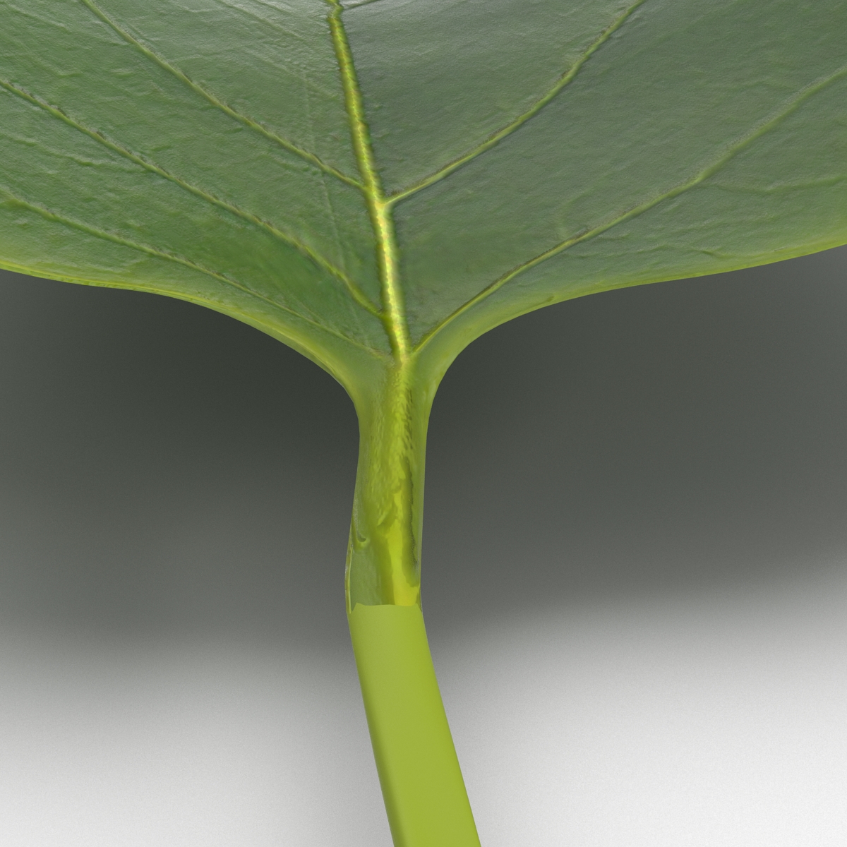 3D model Leaf 2