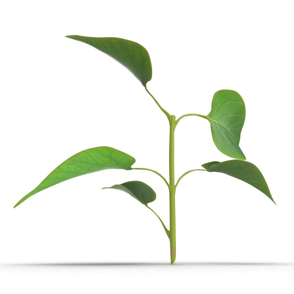 3D model Branch With Leaves 2