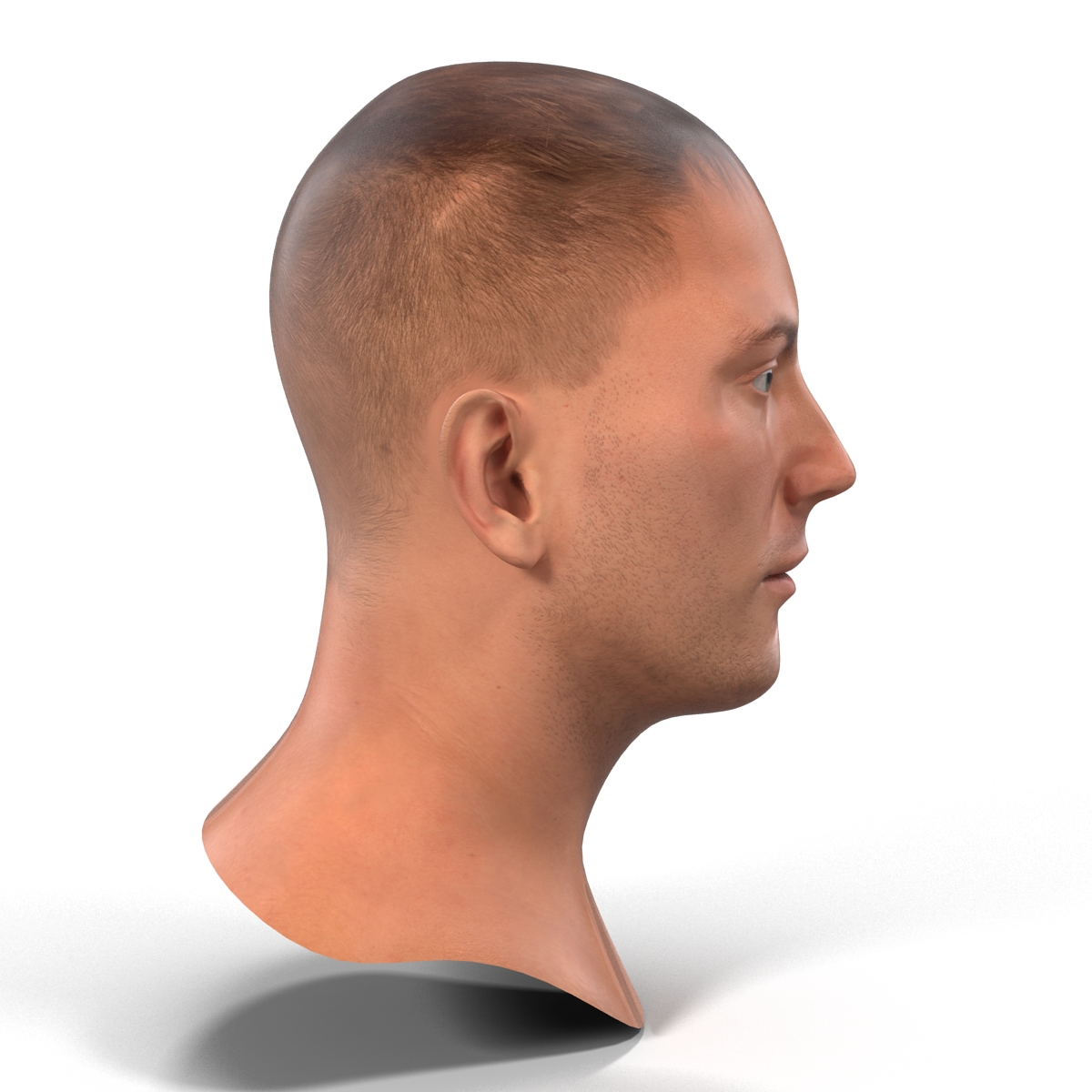 Caucasian Male Head 3D model