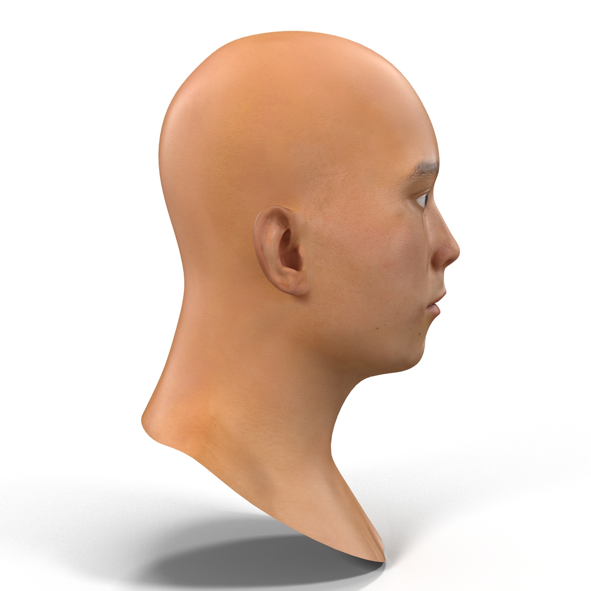 3D model Asian Male Head